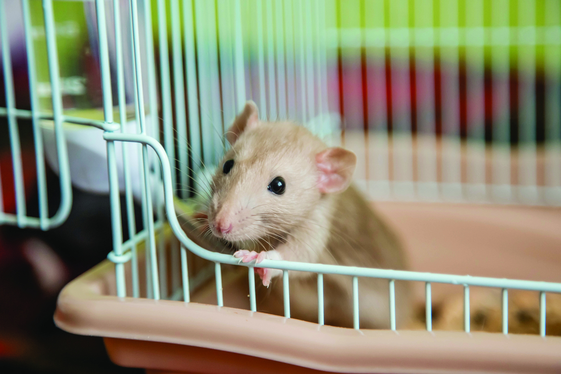 Fancy Mouse Behavior Fancy Mice Habitat How To Care For A Pet Mouse