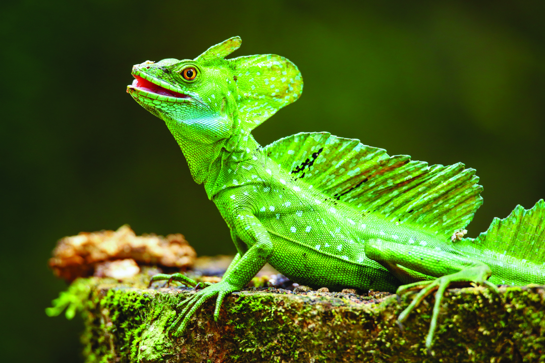 Green Basilisk