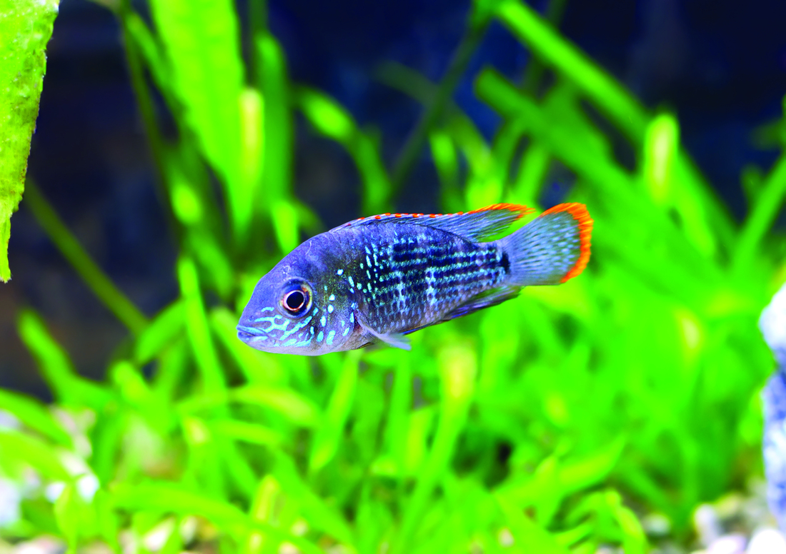 Cichlid