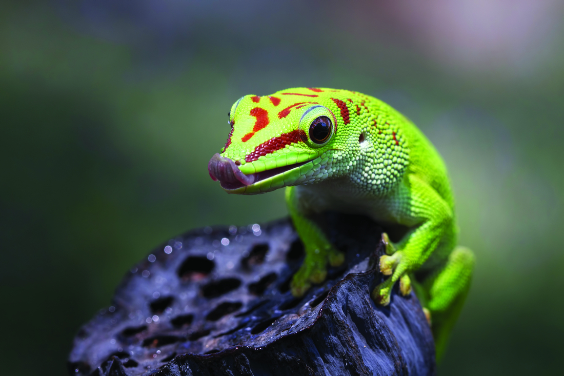 Giant Day Gecko