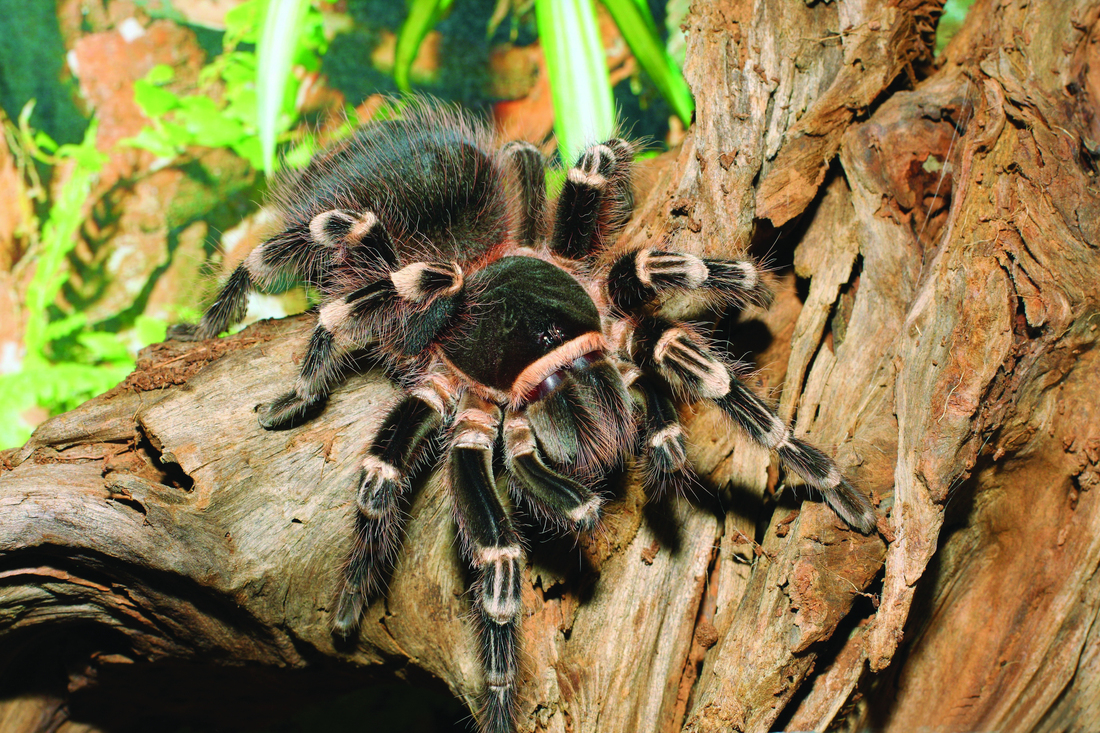 Terrestrial Tarantula