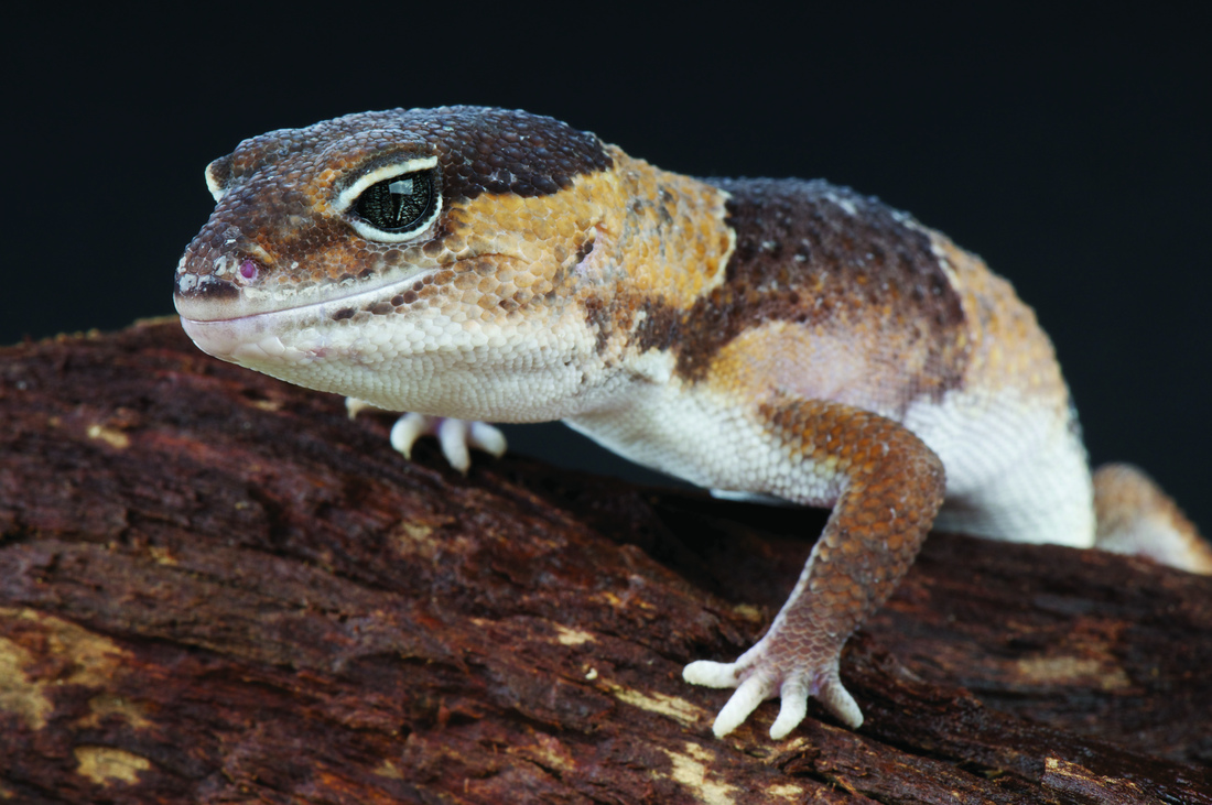 Fat-Tailed Gecko