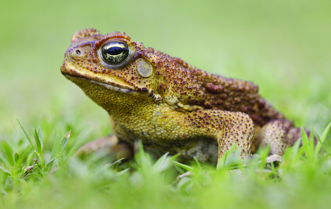 Marine Toad