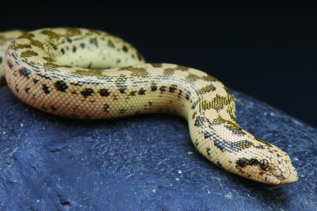 Sand Snakes Animal