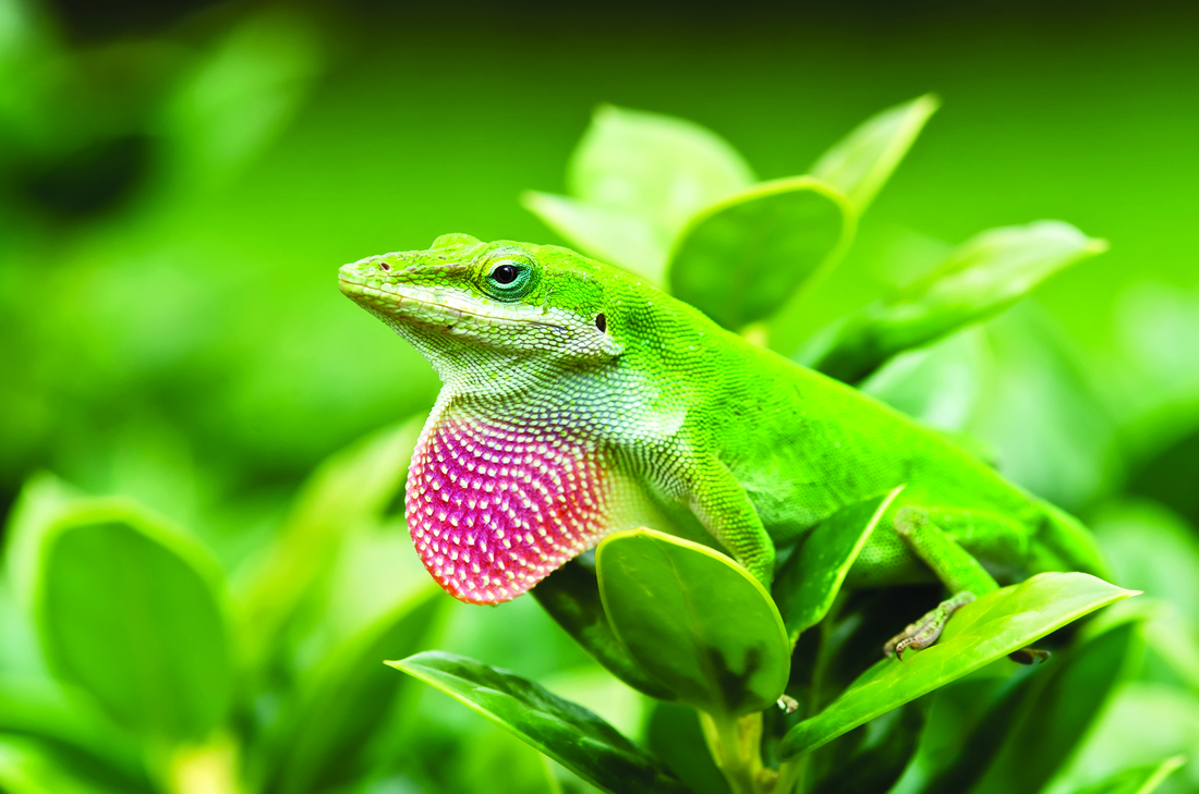 Anole