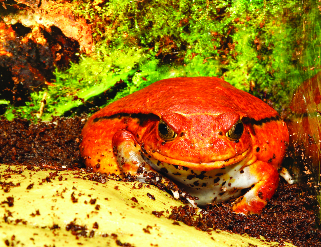 Tomato Frog