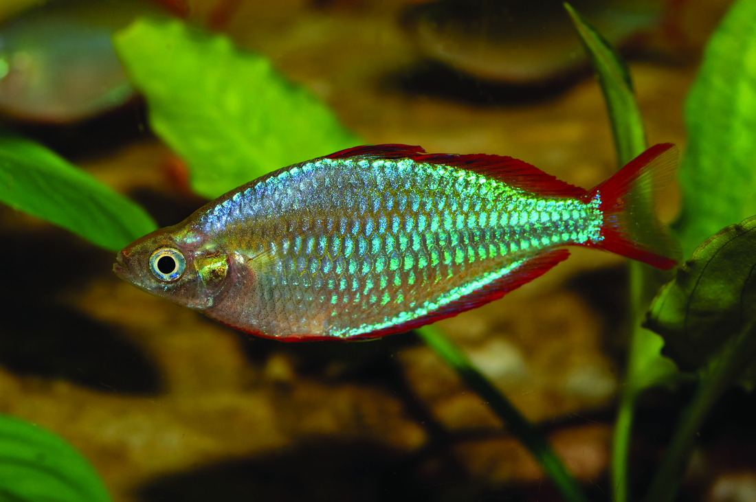 Freshwater Rainbow Fish