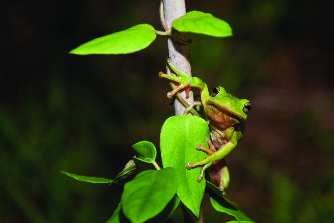 American Green Tree Frog