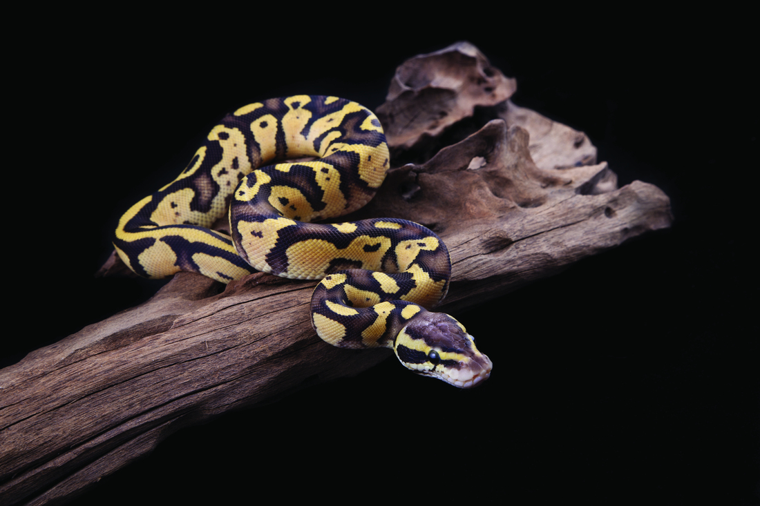 Ball Python Cyte Ball Python Cute Buy Adult Banana Ball Python – Big Apple Herp