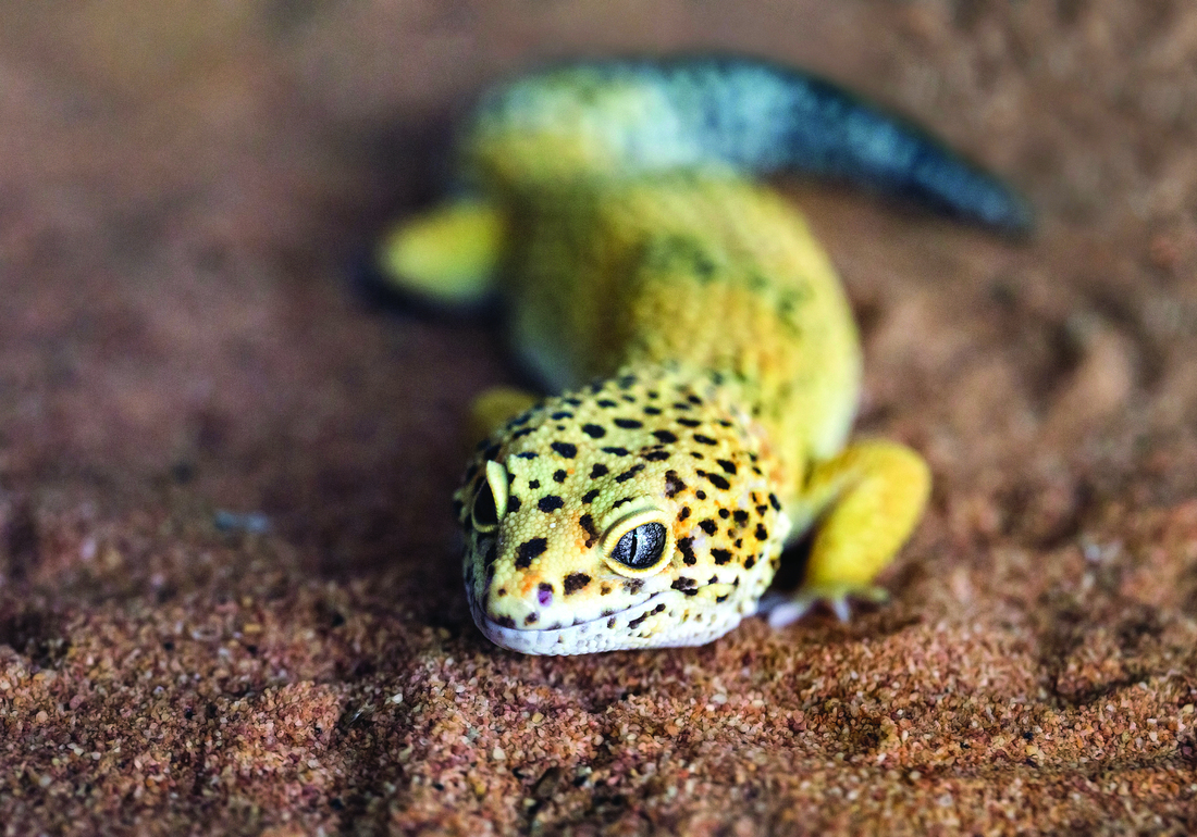 leopard gecko