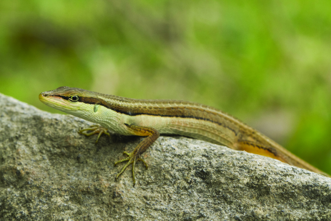 Long-Tailed Grass Lizard