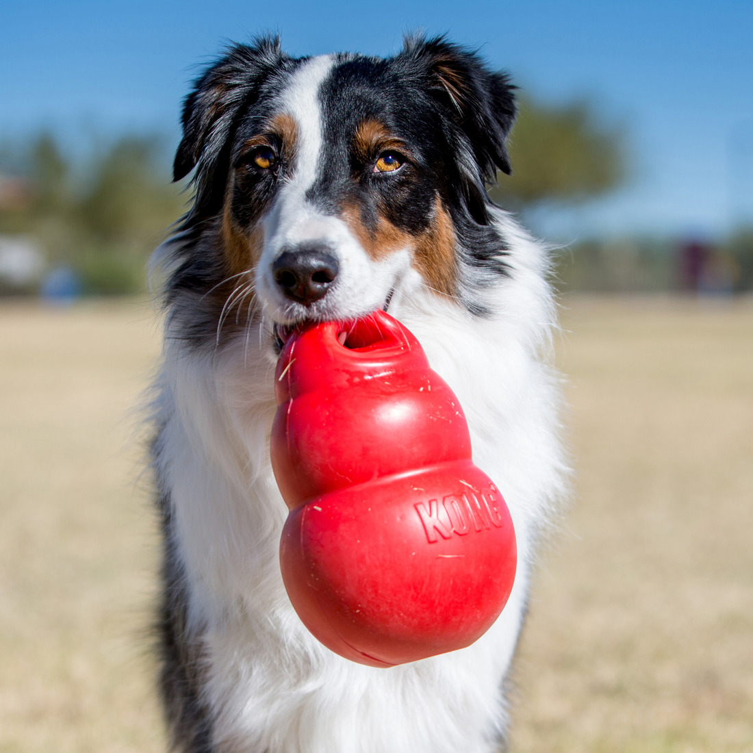 KONG Bounzer Dog Toy, Medium