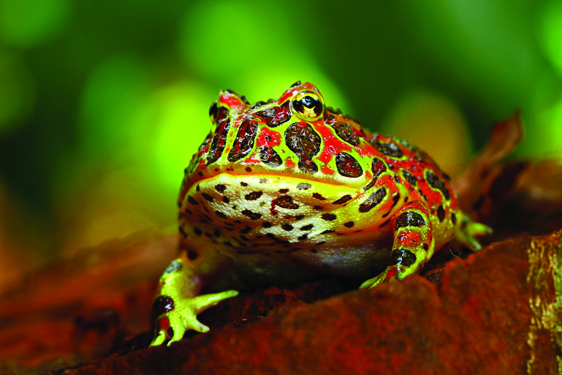 Man Frog Pacman Frog Pink Lemonade Pacman Frog For Sale Upriva Reptiles