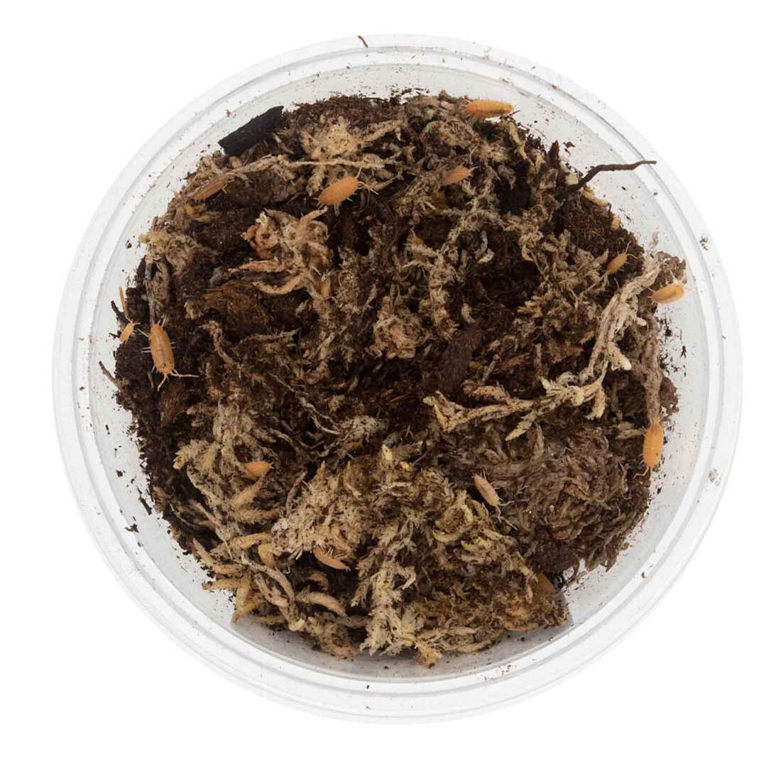 Reptifauna Isopod Powder Orange, 15 Count - Not Available For Delivery