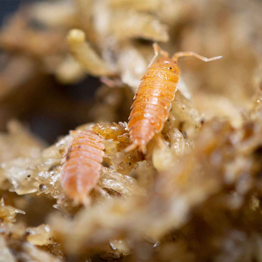 Reptifauna Isopod Powder Orange, 15 Count - Not Available For Delivery