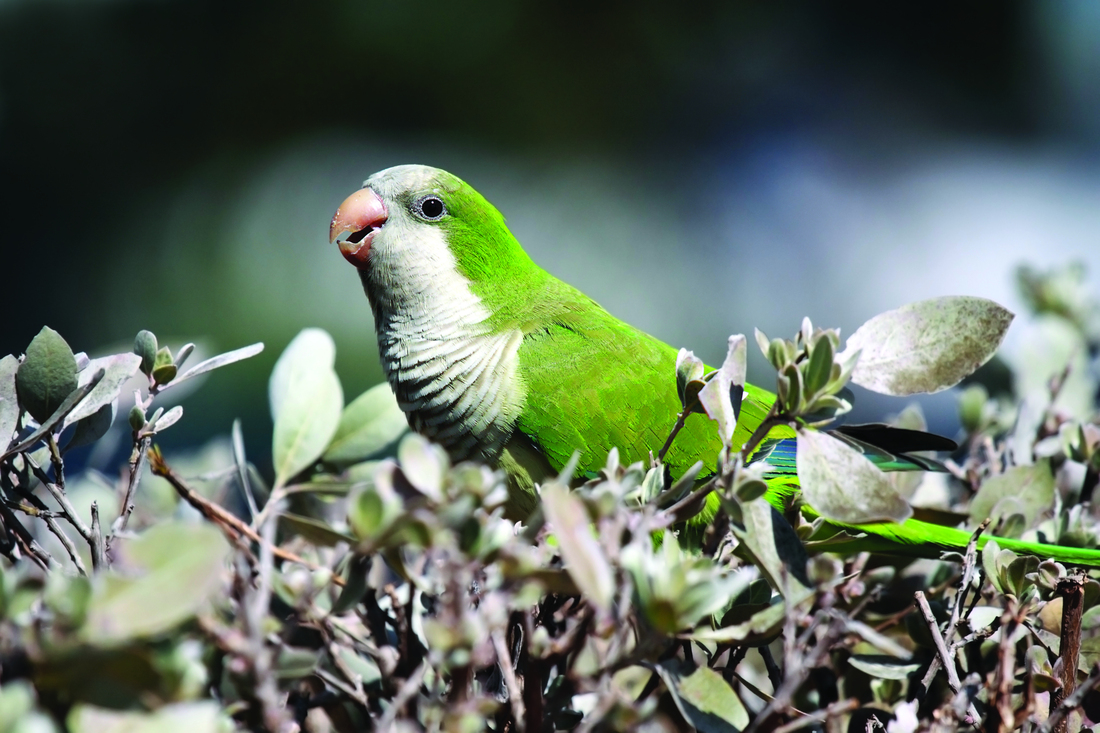 Quaker Parrot