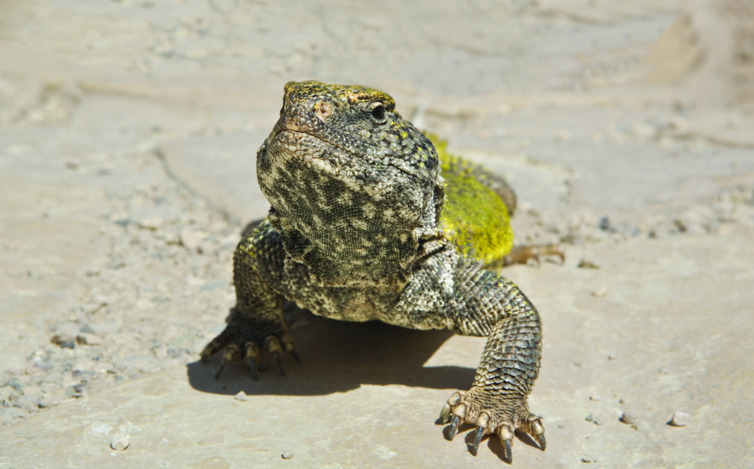 uromastyx