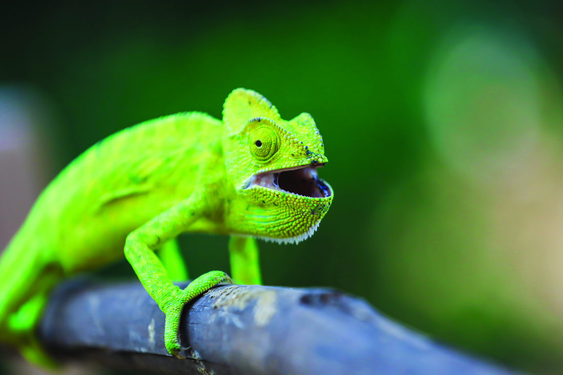 veiled chameleon