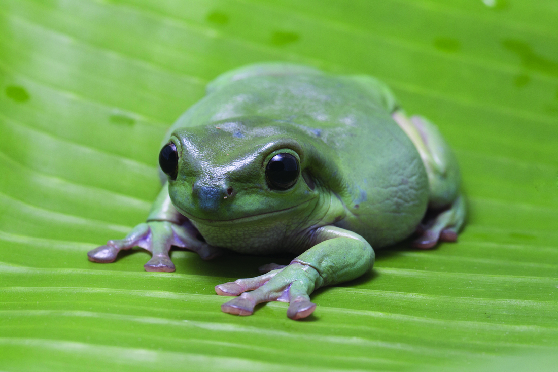 Tree Frog