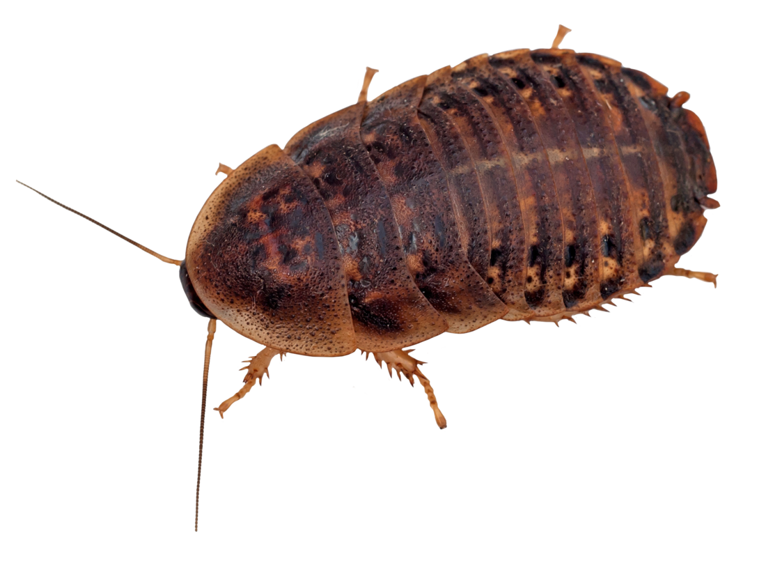Dragon Lair Dubia Roaches, Extra Large, 10 Count - Not Available For Delivery
