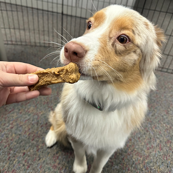 DIY your own peanut butter treats!