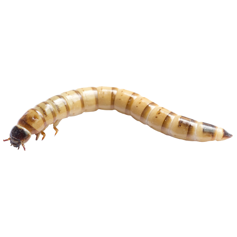 mealworm