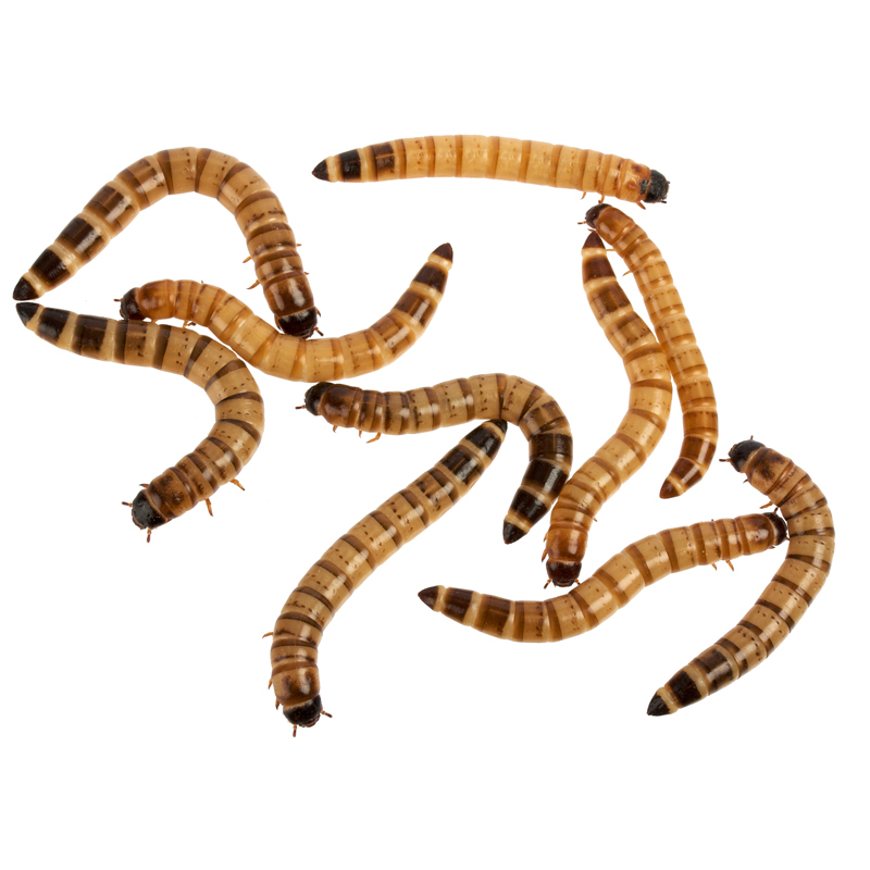 mealworm-group