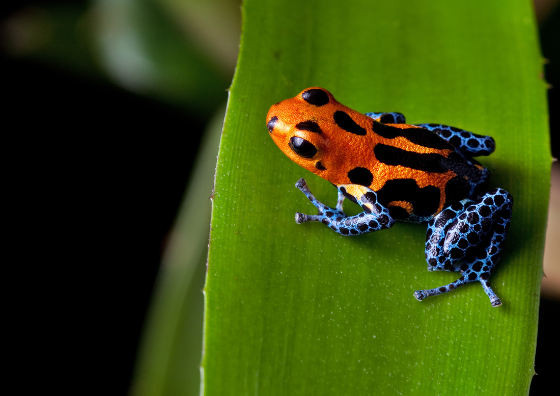 Poison  Dart Frog