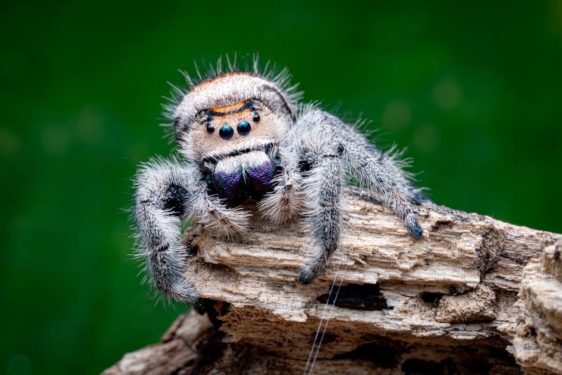 Regal Jumping Spider