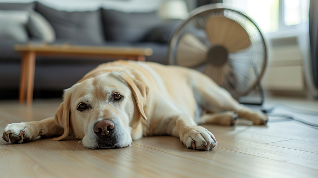 Fighting Pet Boredom