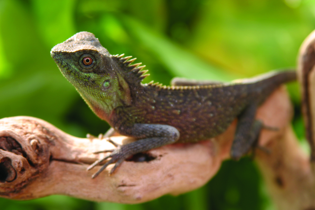 horned lizard dragon