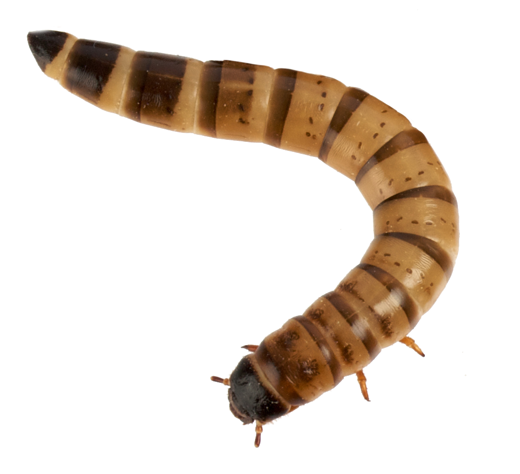 superworm1